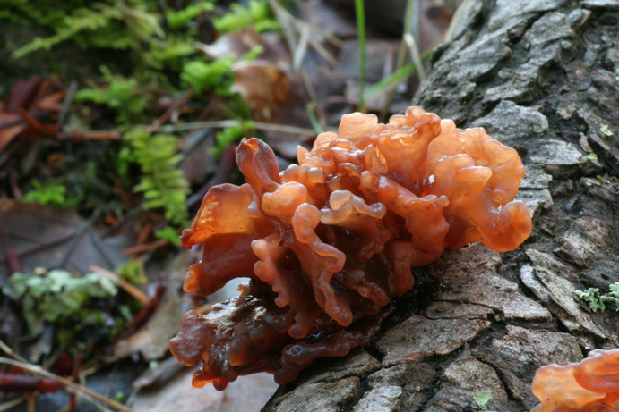 Tremella foliacea